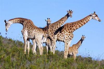 фото отеля Botlierskop Private Game Reserve