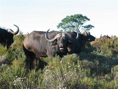 фото отеля Botlierskop Private Game Reserve