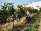 фото отеля Il Poggiarello di Murlo Farmhouse