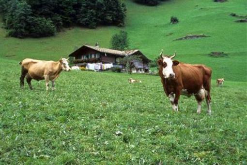 фото отеля Hotel Alpenrose Wengen