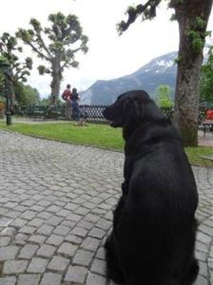 фото отеля Hotel Alpenrose Wengen