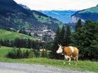 фото отеля Hotel Alpenrose Wengen