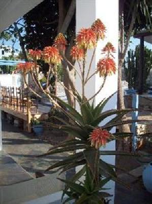 фото отеля Hotel Sourmeli Garden
