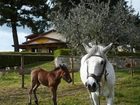 фото отеля Agriturismo Villa Vea Bellosguardo