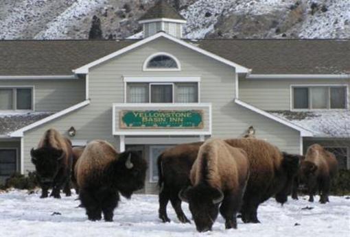 фото отеля Yellowstone Basin Inn