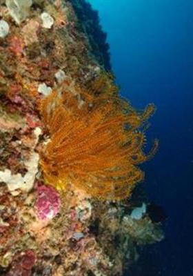 фото отеля Tuburan Baybay Dive Center