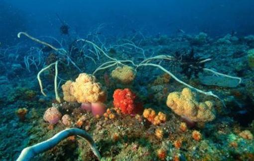 фото отеля Tuburan Baybay Dive Center