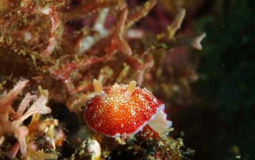 фото отеля Tuburan Baybay Dive Center