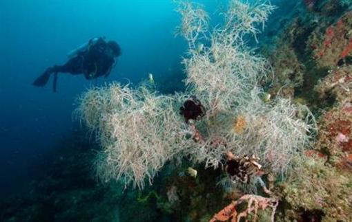 фото отеля Tuburan Baybay Dive Center