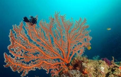 фото отеля Tuburan Baybay Dive Center