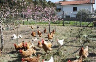 фото отеля Agriturismo Raggio Di Sole Civitavecchia