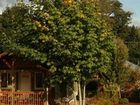 фото отеля Carson Ridge Private Luxury Cabins
