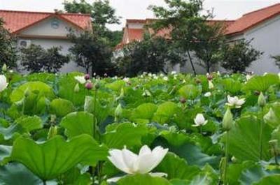 фото отеля Zhongshan Dragon Ray Hot Spring Resort