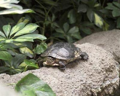 фото отеля Embassy Suites Hotel Cleveland - Shaker Heights / Beachwood
