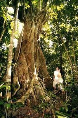фото отеля Ferntree Rainforest Lodge