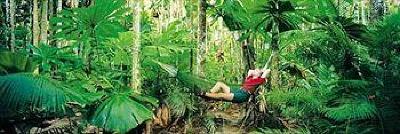 фото отеля Ferntree Rainforest Lodge