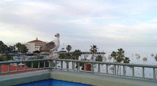 фото отеля The Avalon Hotel on Catalina Island