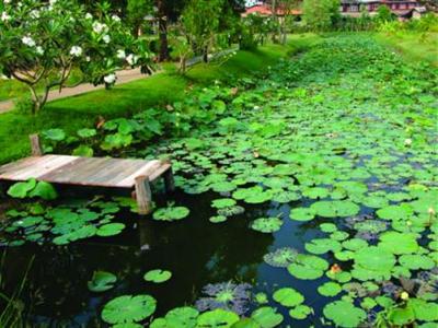 фото отеля The Ricefields Hotel