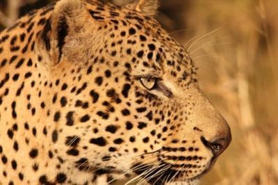 фото отеля Leopard Mountain Game Lodge