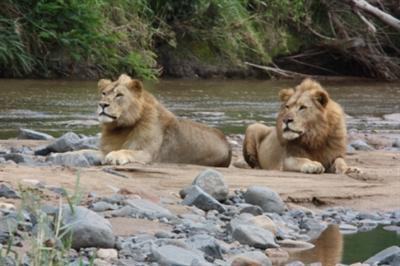 фото отеля Leopard Mountain Game Lodge