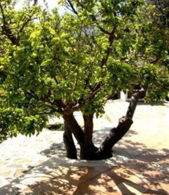 фото отеля Villa Sauci Apartments San Vito Lo Capo