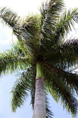 фото отеля Hilton Suites Boca Raton