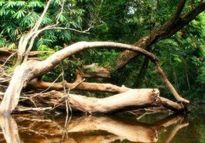 фото отеля Mutiara Taman Negara