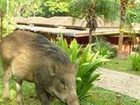 фото отеля Mutiara Taman Negara