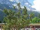 фото отеля Hotel Bernerhof Grindelwald