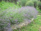 фото отеля Podere Conti