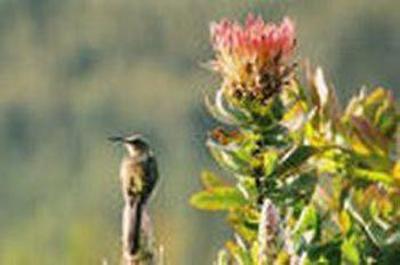 фото отеля Fynbos Ridge Country House & Cottages