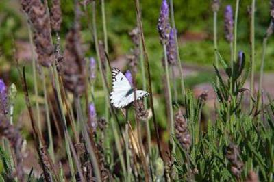 фото отеля Fynbos Ridge Country House & Cottages