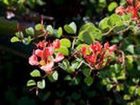 фото отеля Fynbos Ridge Country House & Cottages
