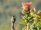 фото отеля Fynbos Ridge Country House & Cottages