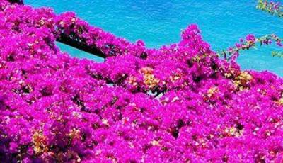 фото отеля Gocce Di Capri Hotel & Serviced Residence