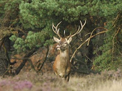 фото отеля Hampshire Inn - Mooi Veluwe