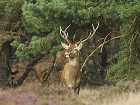 фото отеля Hampshire Inn - Mooi Veluwe