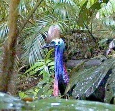 фото отеля Daintree Rainforest Retreat