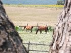 фото отеля Agriturismo Il Melograno di Banditella