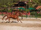 фото отеля Berke Ranch Hotel Kemer