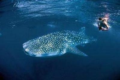 фото отеля Ningaloo Reef Resort Coral Bay