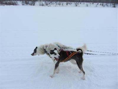 фото отеля Guesthouse Husky