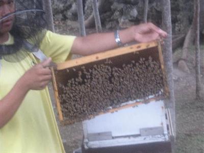 фото отеля Bohol Bee Farm