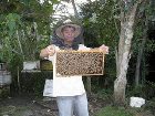 фото отеля Bohol Bee Farm