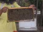 фото отеля Bohol Bee Farm