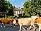 фото отеля Grand Hotel Bellevue Gstaad