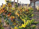 фото отеля Embassy Suites Temecula Valley Wine Country