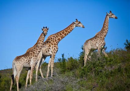 фото отеля Fancourt