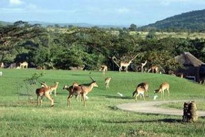 фото отеля Kruger Park Lodge - Golf Safari SA