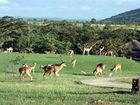 фото отеля Kruger Park Lodge - Golf Safari SA